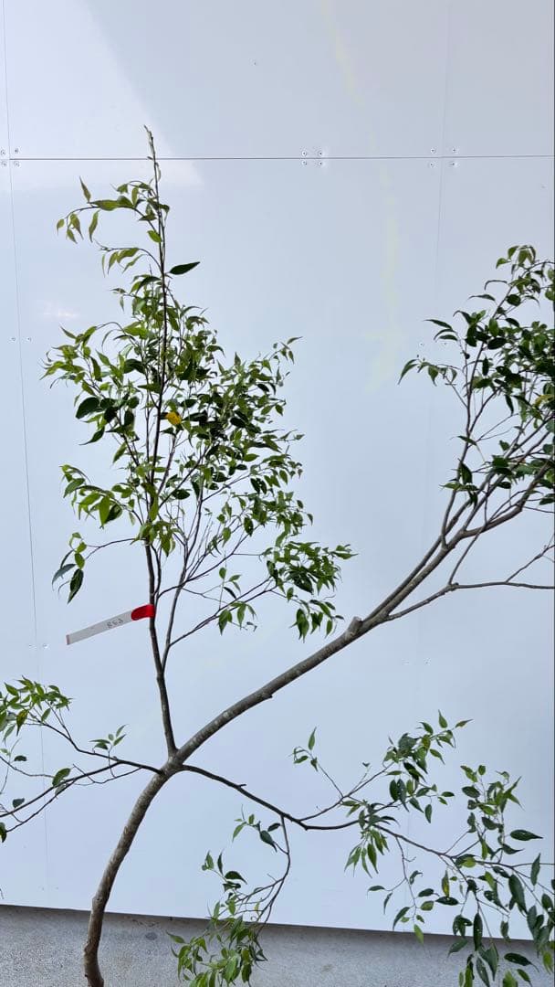 希少な単幹樹形 山採り ハイノキ 株立 638 樹高1.6 m位 高級樹