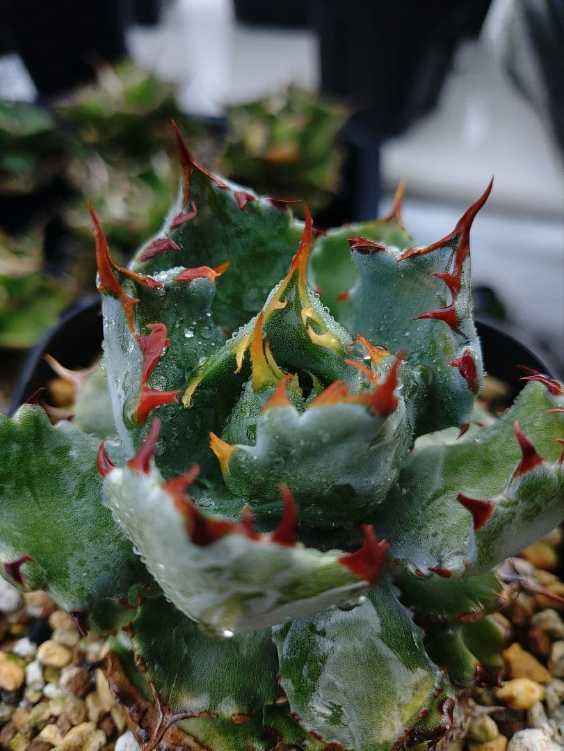 アガベ 姫蠍蟹 メルカリ便