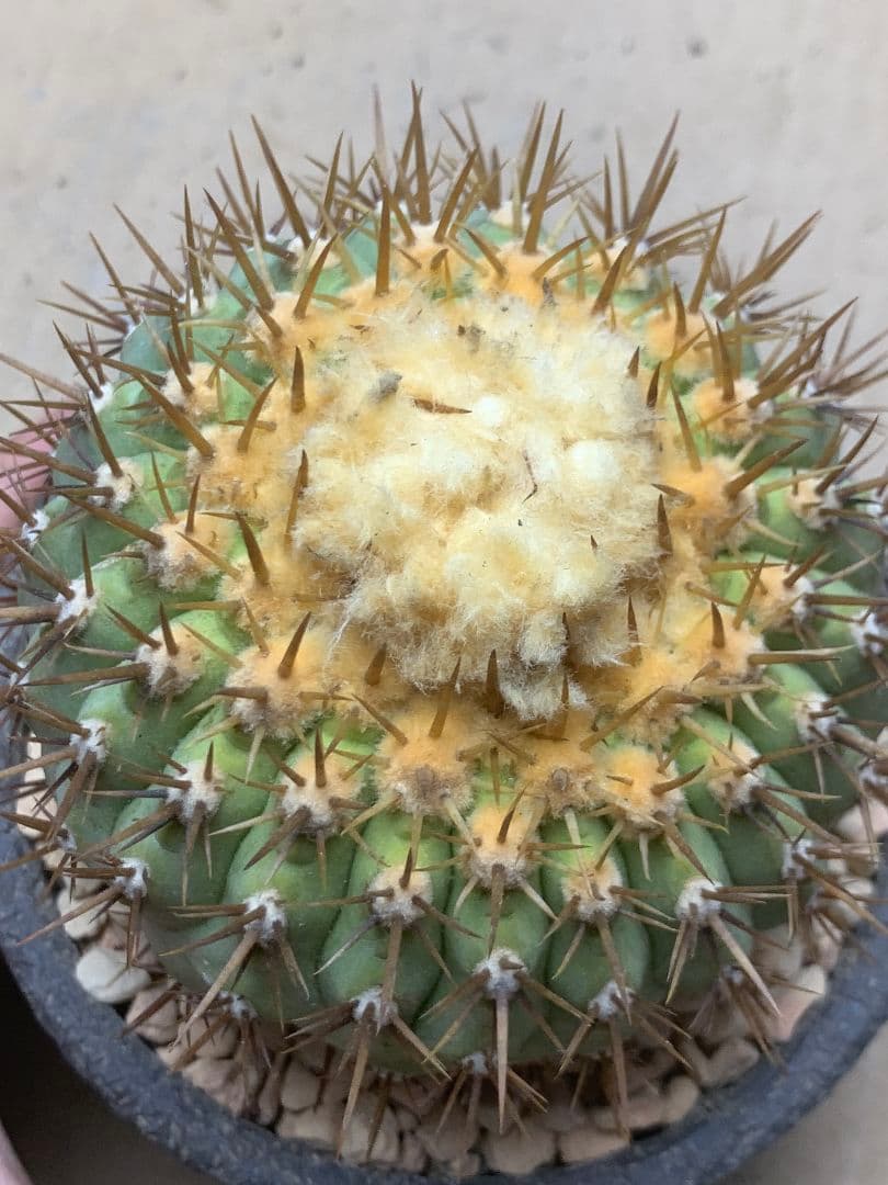 ワ*郎様 D122 コピアポア　コルムナアルバ　孤竜丸 棘も綺麗