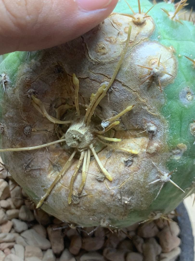 ワ*郎様 D122 コピアポア　コルムナアルバ　孤竜丸 棘も綺麗