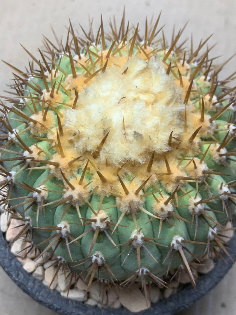 ワ*郎様 D122 コピアポア　コルムナアルバ　孤竜丸 棘も綺麗