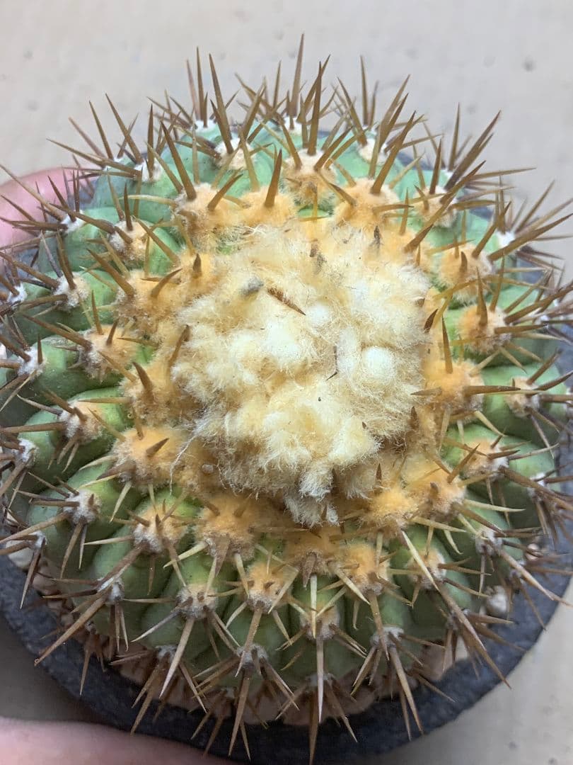 ワ*郎様 D122 コピアポア　コルムナアルバ　孤竜丸 棘も綺麗