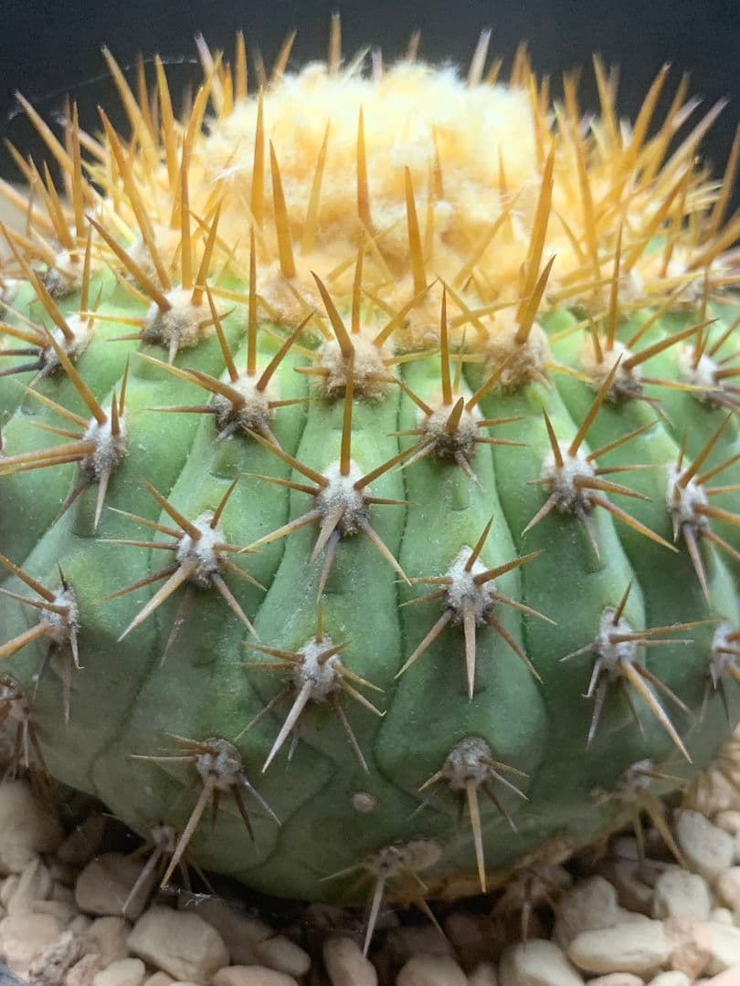 ワ*郎様 D122 コピアポア　コルムナアルバ　孤竜丸 棘も綺麗