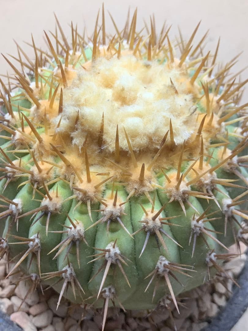 ワ*郎様 D122 コピアポア　コルムナアルバ　孤竜丸 棘も綺麗