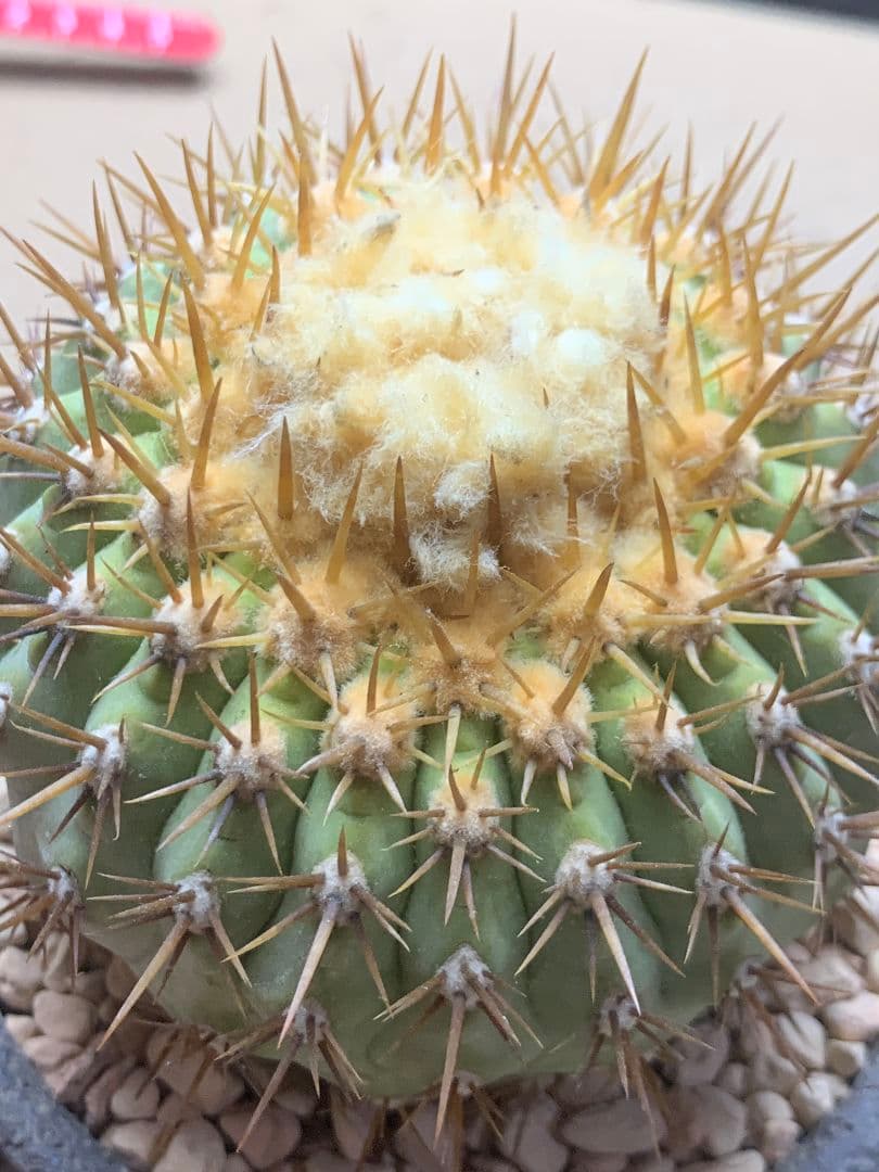 ワ*郎様 D122 コピアポア　コルムナアルバ　孤竜丸 棘も綺麗