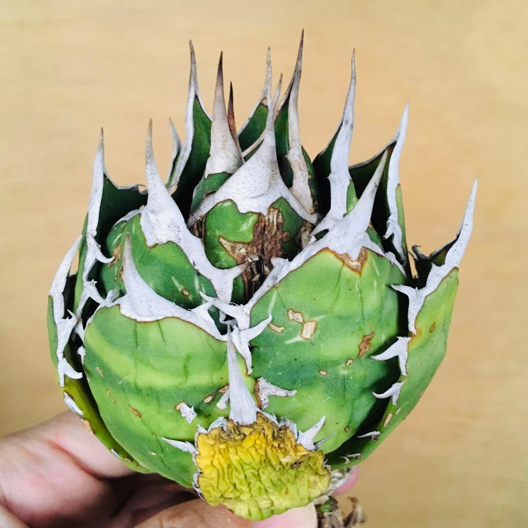 【稀少】シロアリ ボールタイプ TC株 アガベ チタノタ