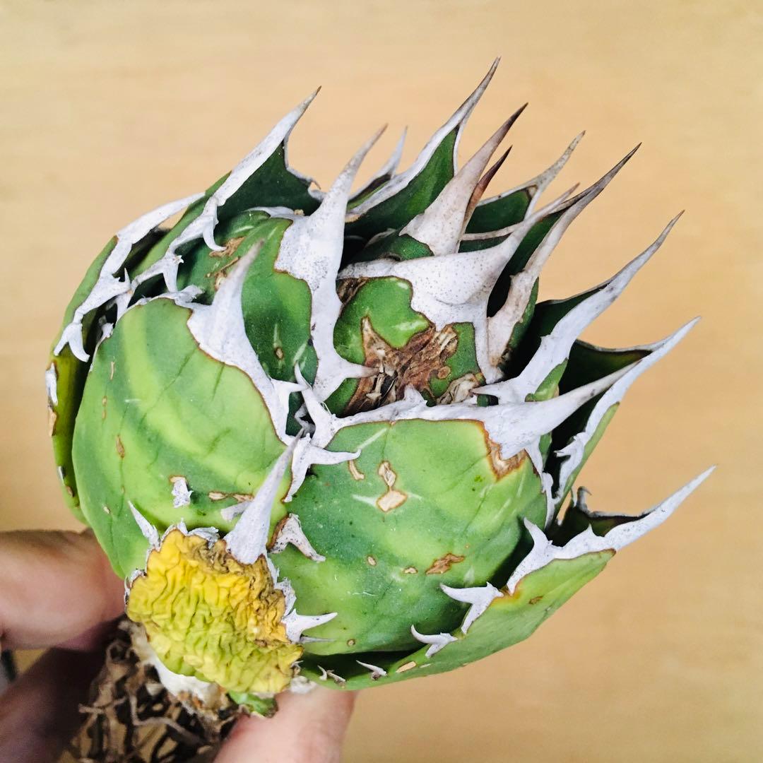 【稀少】シロアリ ボールタイプ TC株 アガベ チタノタ