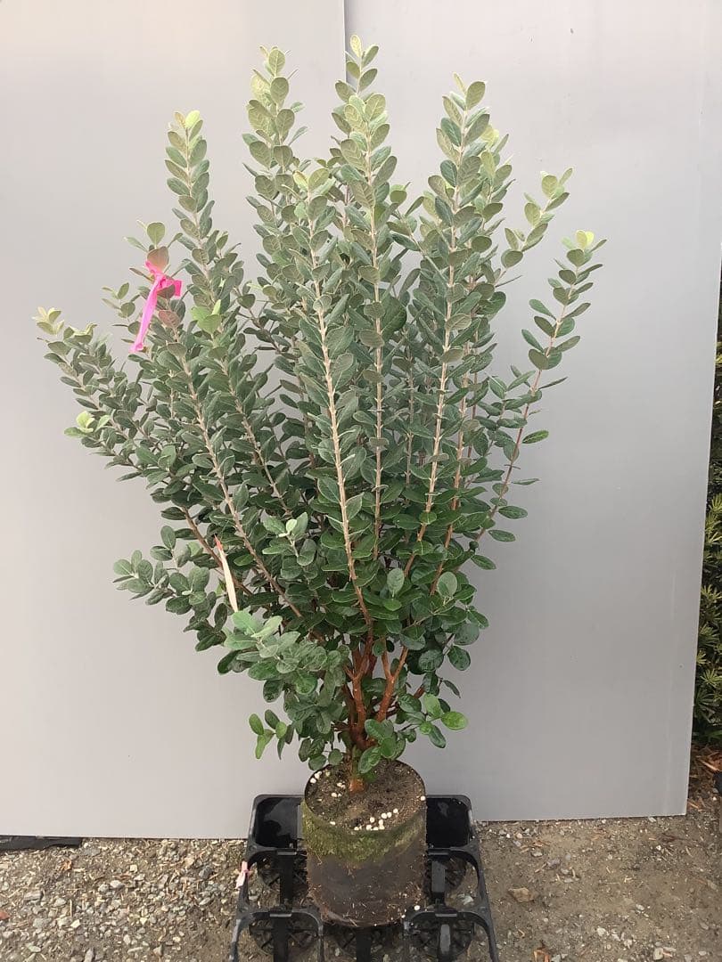 7-37果樹【いた　フェイジョア】樹高約120cm【送料込み】