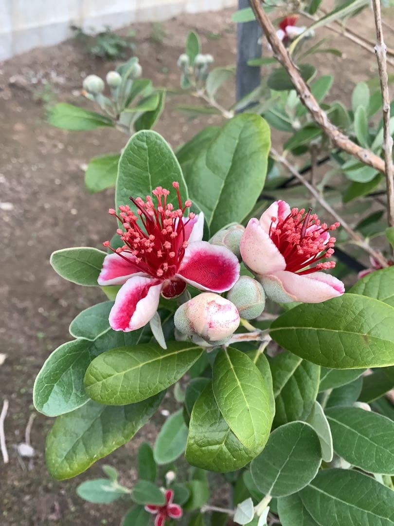 7-37果樹【いた　フェイジョア】樹高約120cm【送料込み】