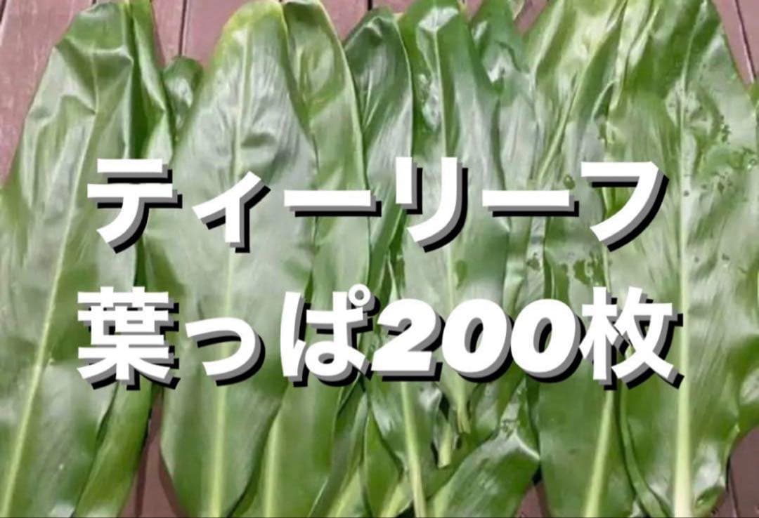 ティーリーフ 葉っぱ 200枚セット