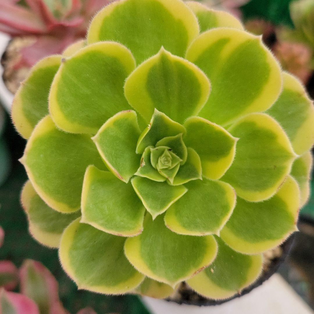 専用。イエローミルクティー錦　大　　　抜き苗