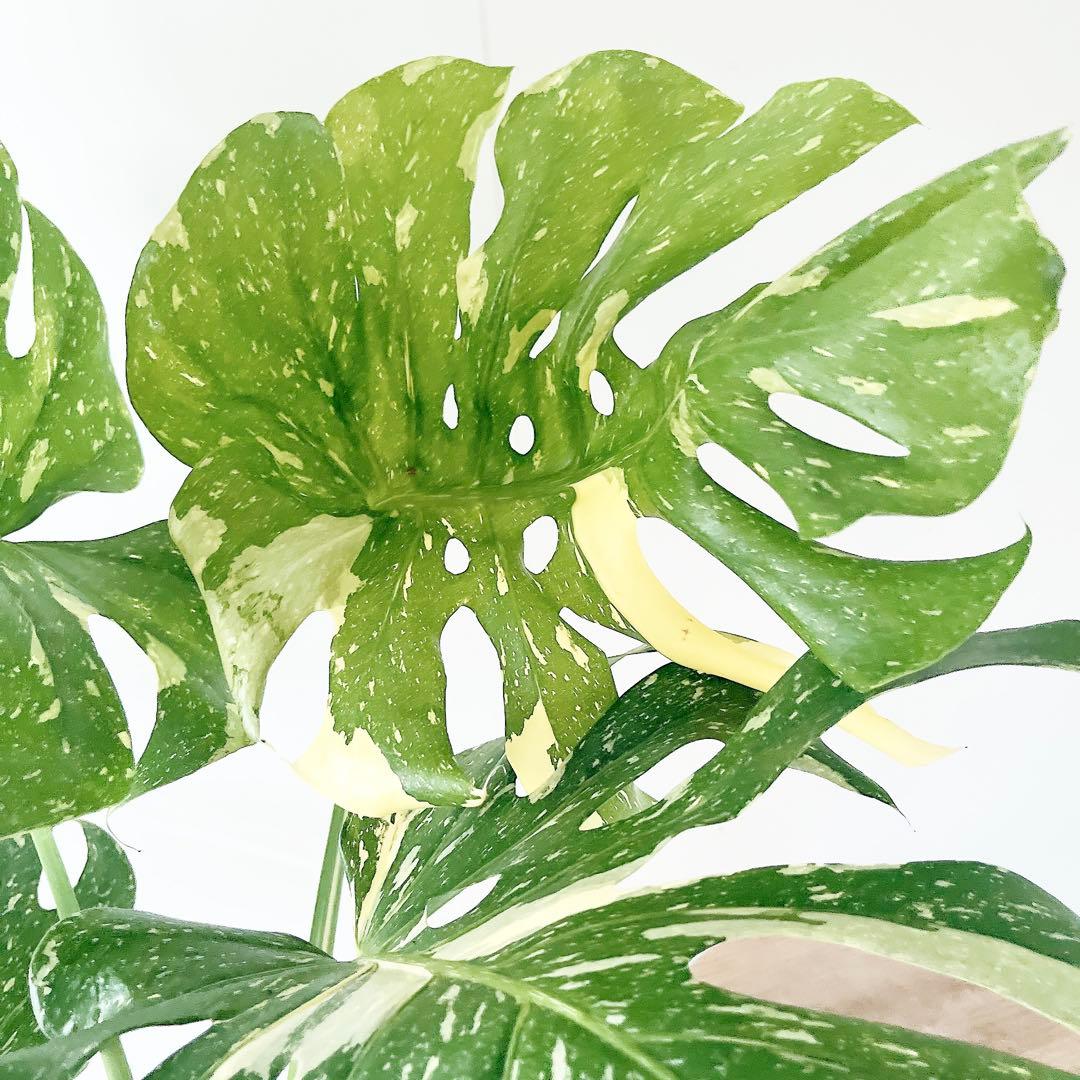 特大苗 斑入り モンステラ タイコンステレーション Lサイズ 観葉植物 calm