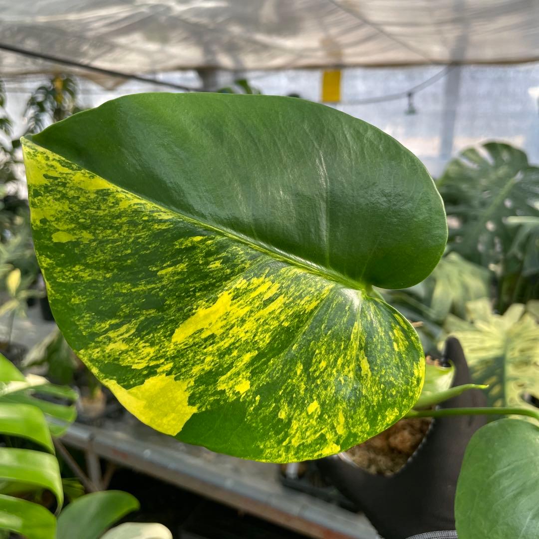 MS17 モンステラ　イエローマリリン　黄斑入り