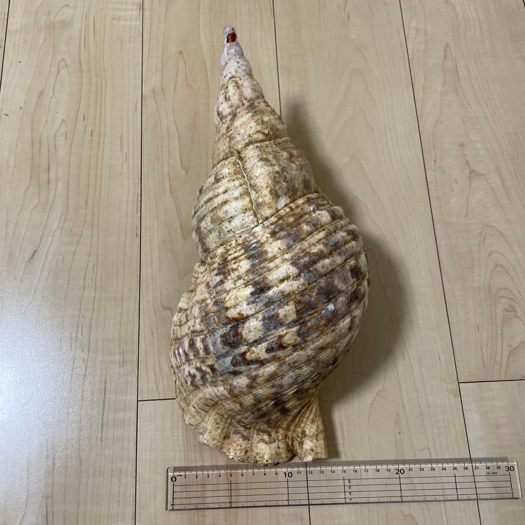 法螺貝　魔除け