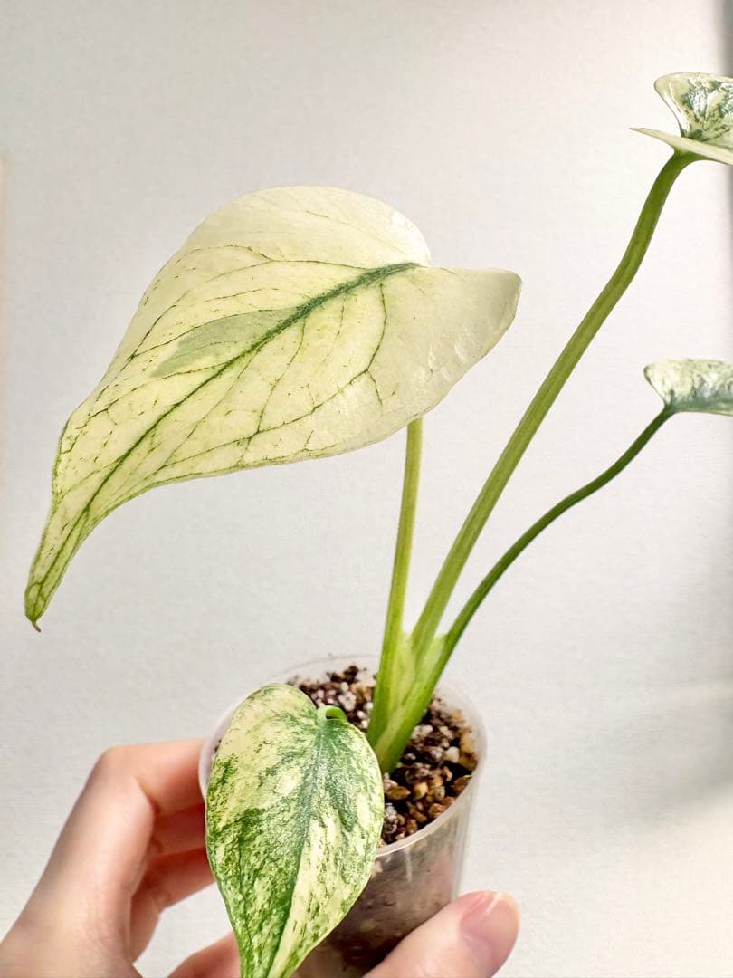 【レア】モンステラ デリシオーサ ミント #2