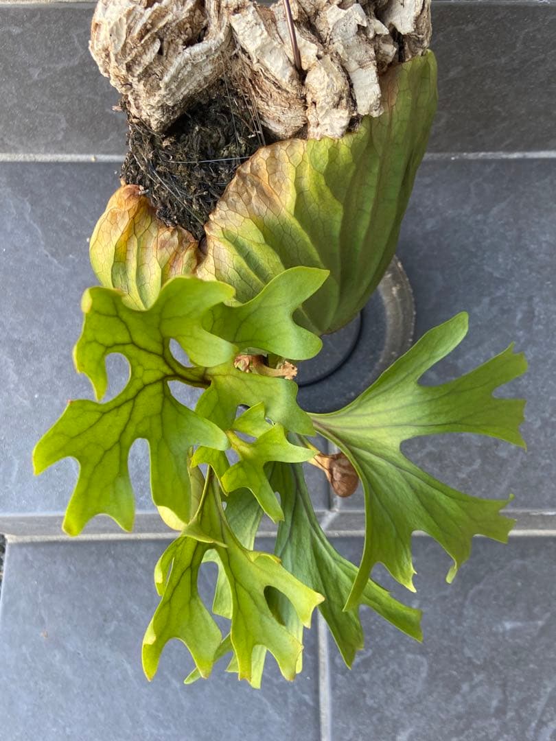 ビカクシダ　リドレイ、コルク付け