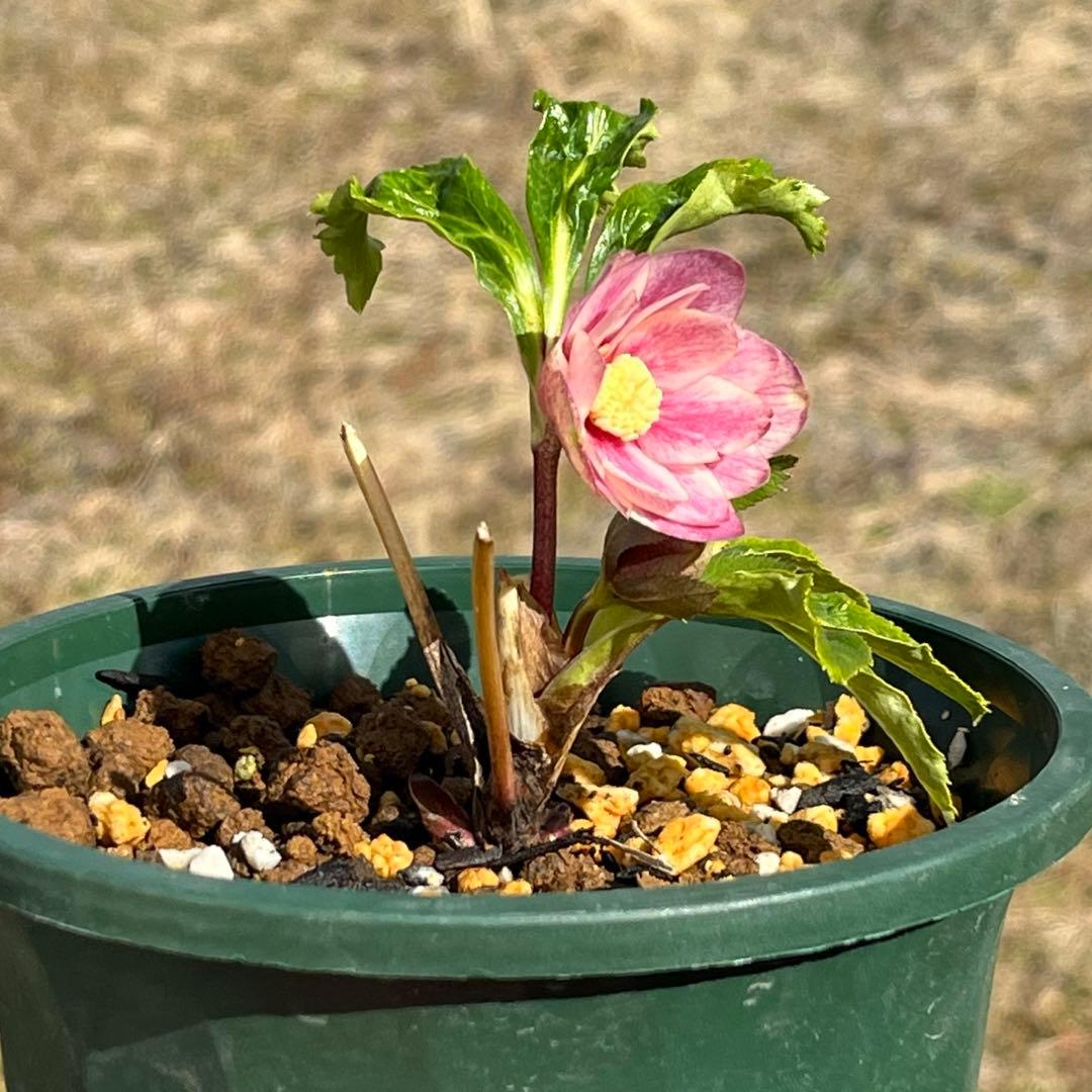 ば*な様 3041⭐️超希少⭐️ 【親株】【ノスタルジア】クリスマスローズ