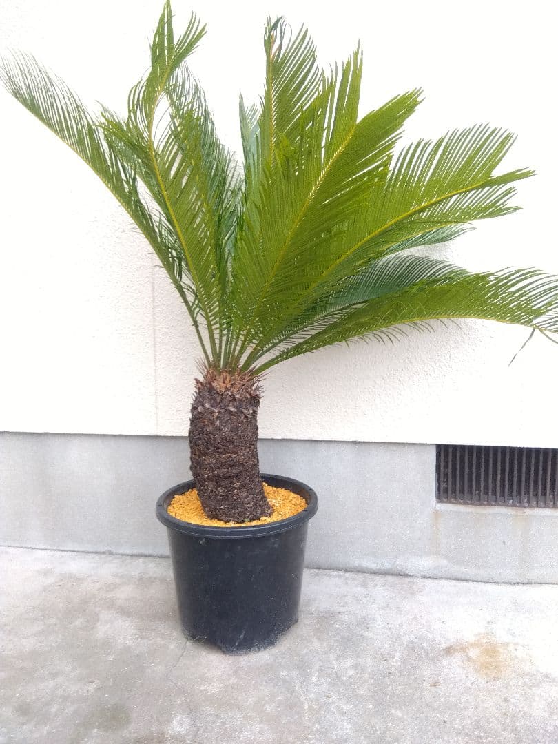 ソテツ　斑入り　12号鉢つき　特大株❗　⑩