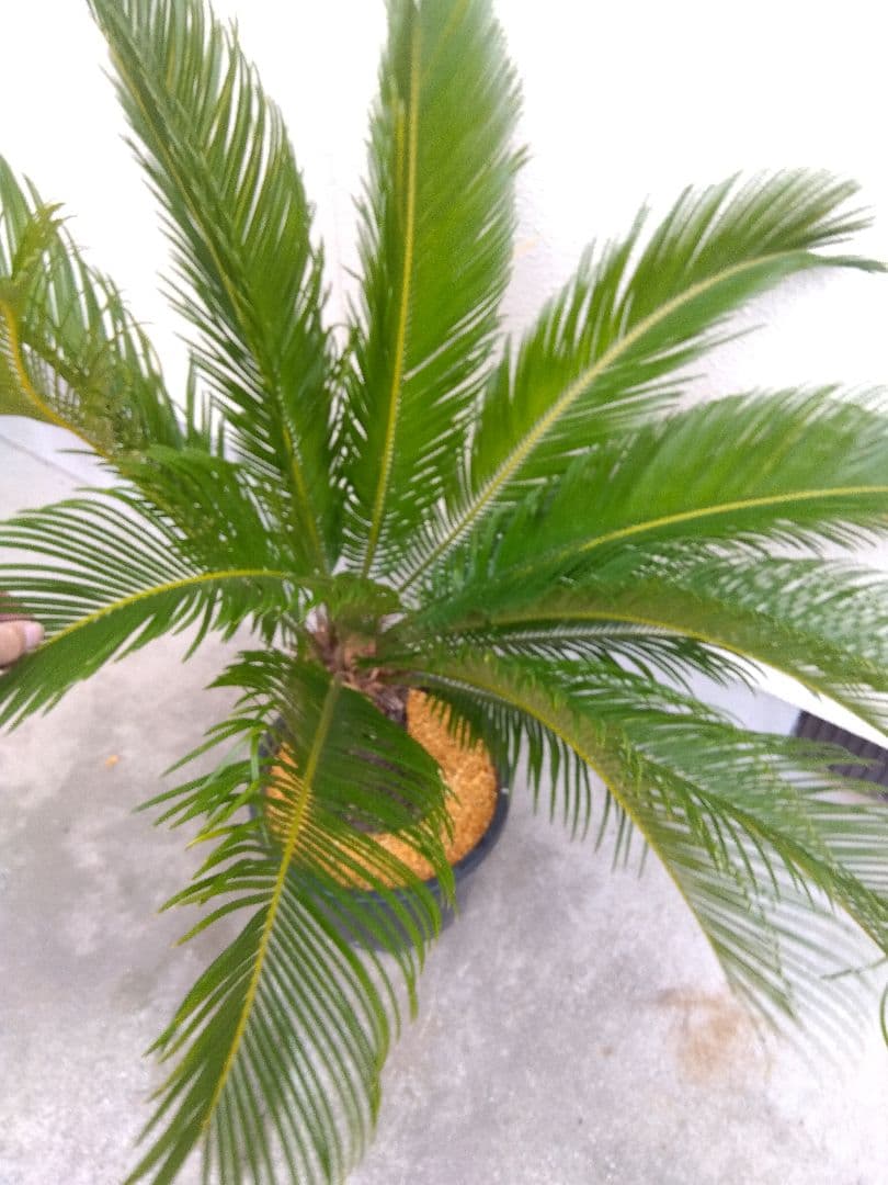 ソテツ　斑入り　12号鉢つき　特大株❗　⑩