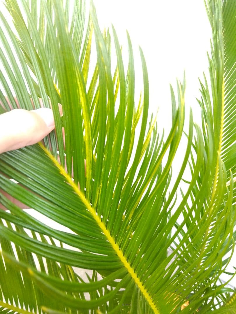 ソテツ　斑入り　12号鉢つき　特大株❗　⑩