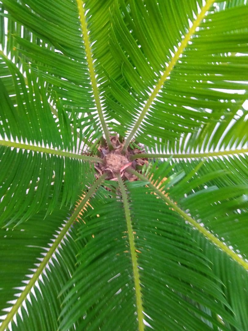 ソテツ　斑入り　12号鉢つき　特大株❗　⑩