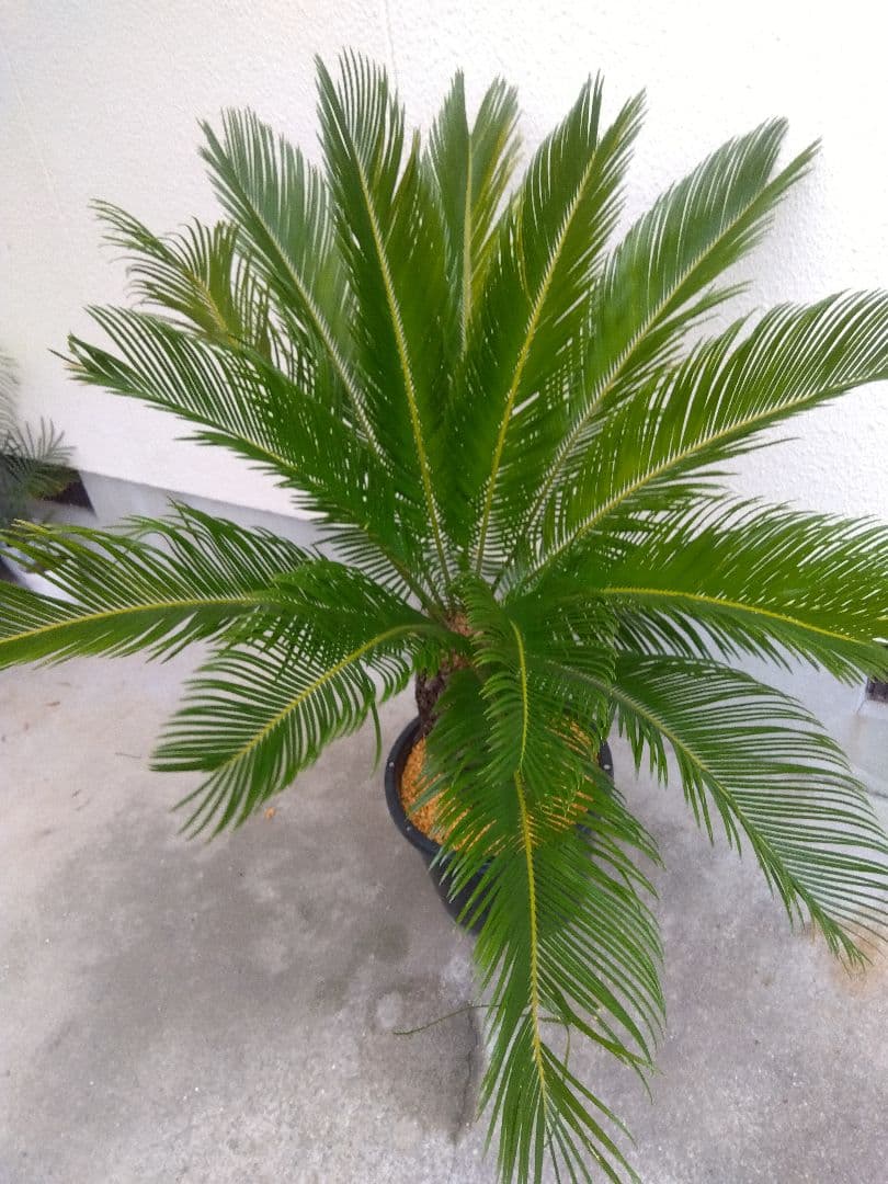ソテツ　斑入り　12号鉢つき　特大株❗　⑩