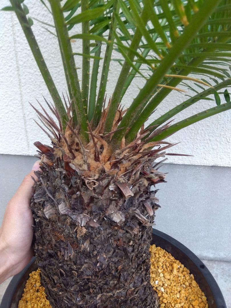 ソテツ　斑入り　12号鉢つき　特大株❗　⑩