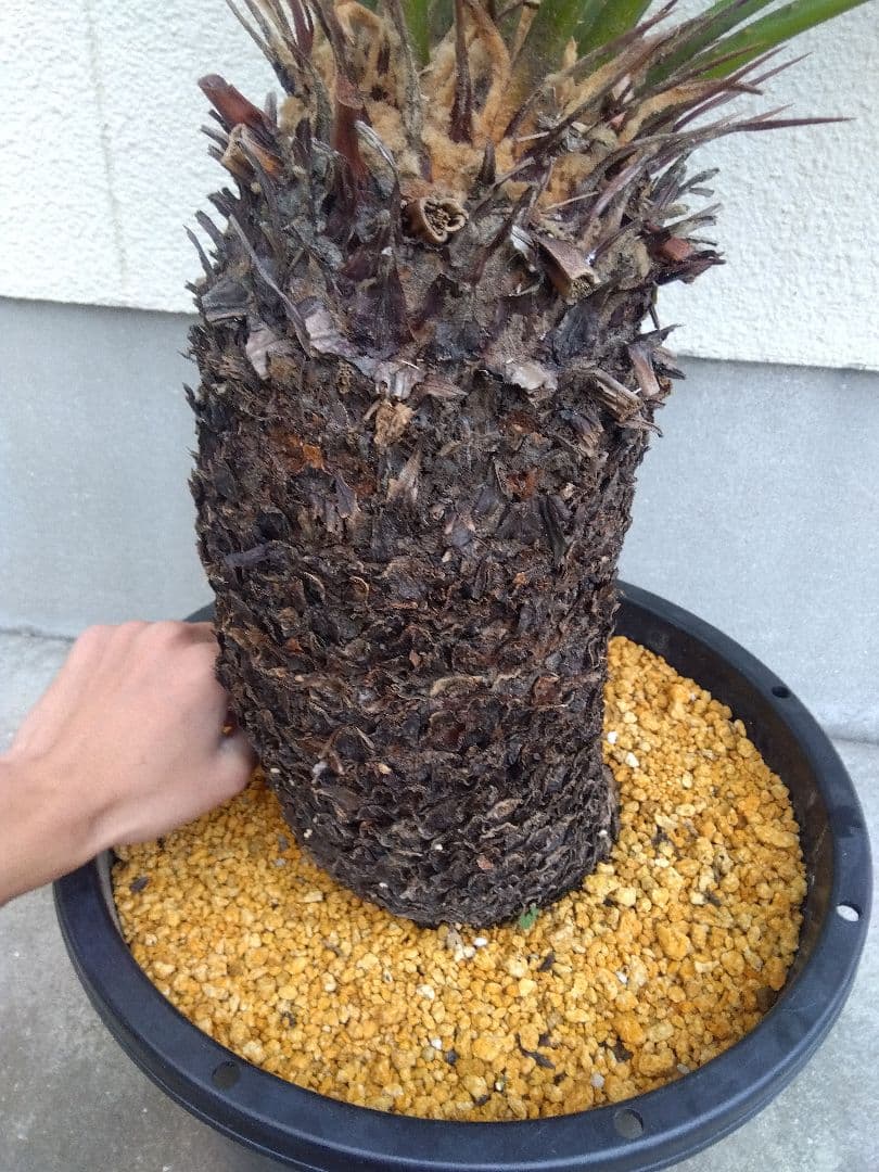 ソテツ　斑入り　12号鉢つき　特大株❗　⑩