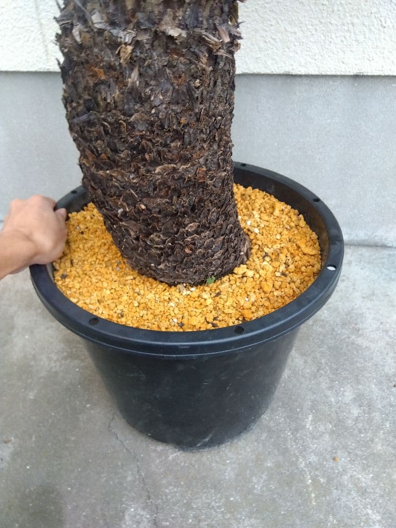 ソテツ　斑入り　12号鉢つき　特大株❗　⑩