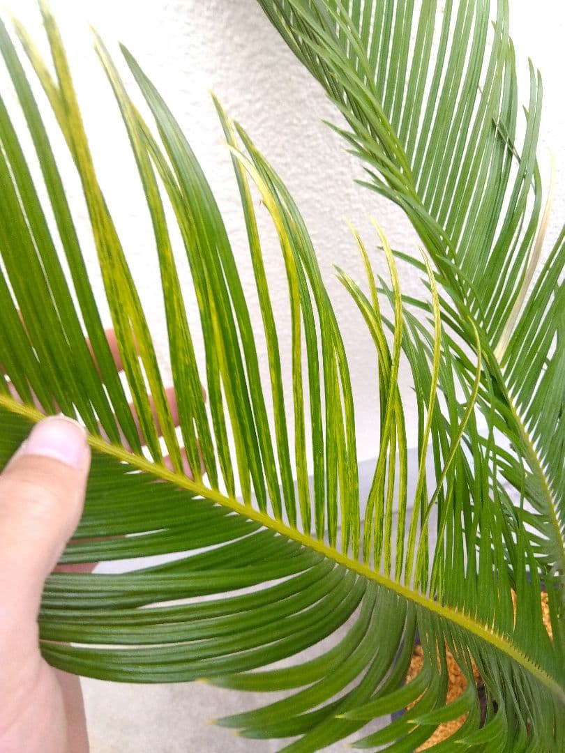 ソテツ　斑入り　12号鉢つき　特大株❗　⑩