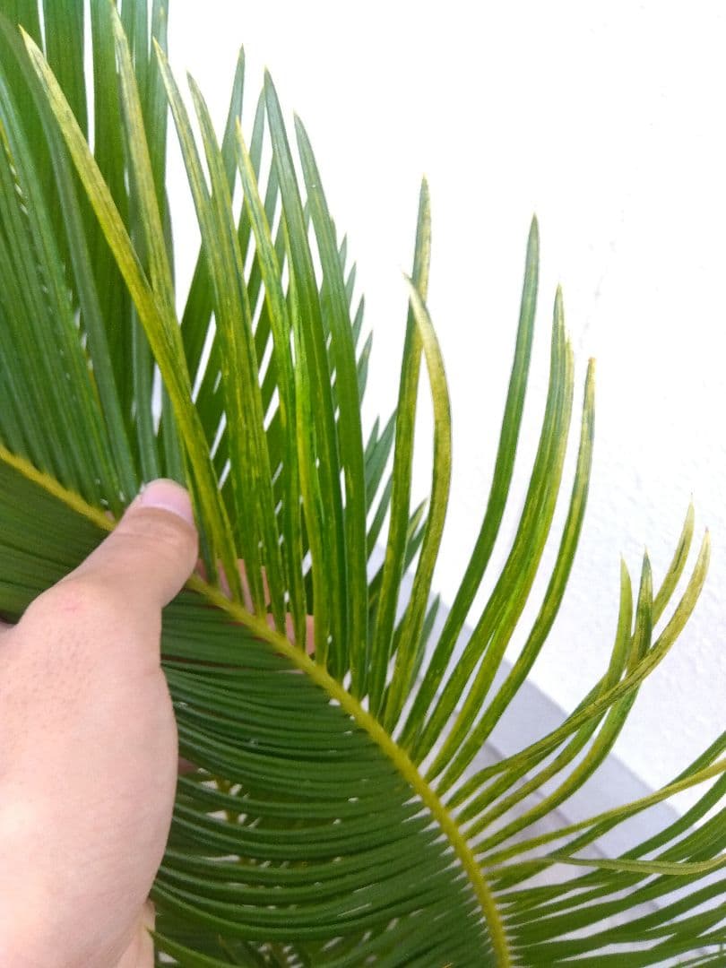 ソテツ　斑入り　12号鉢つき　特大株❗　⑩