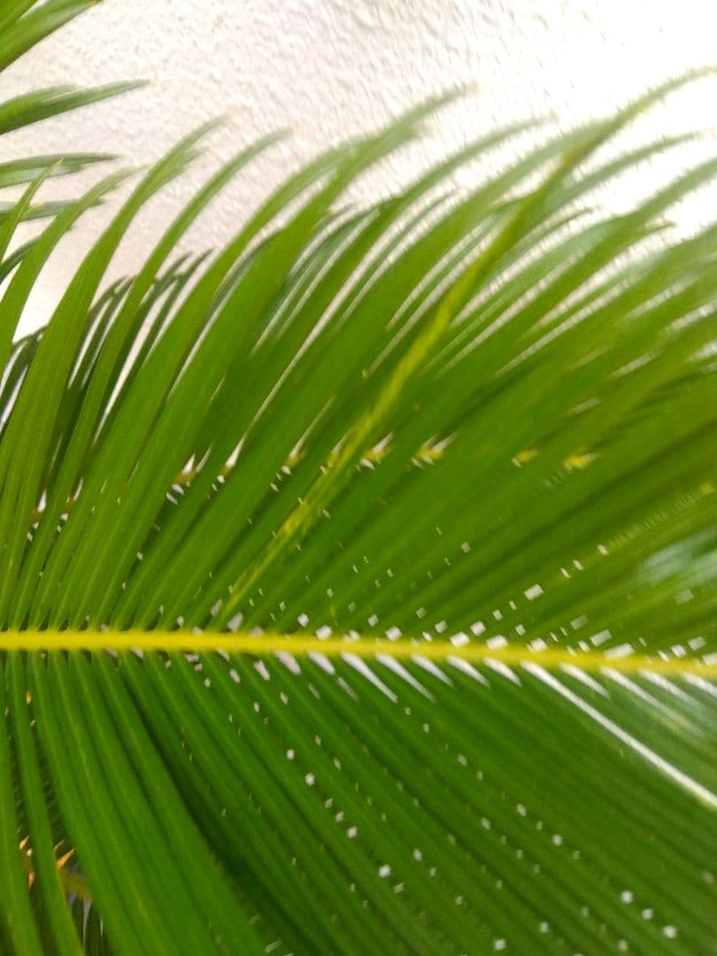 ソテツ　斑入り　12号鉢つき　特大株❗　⑩