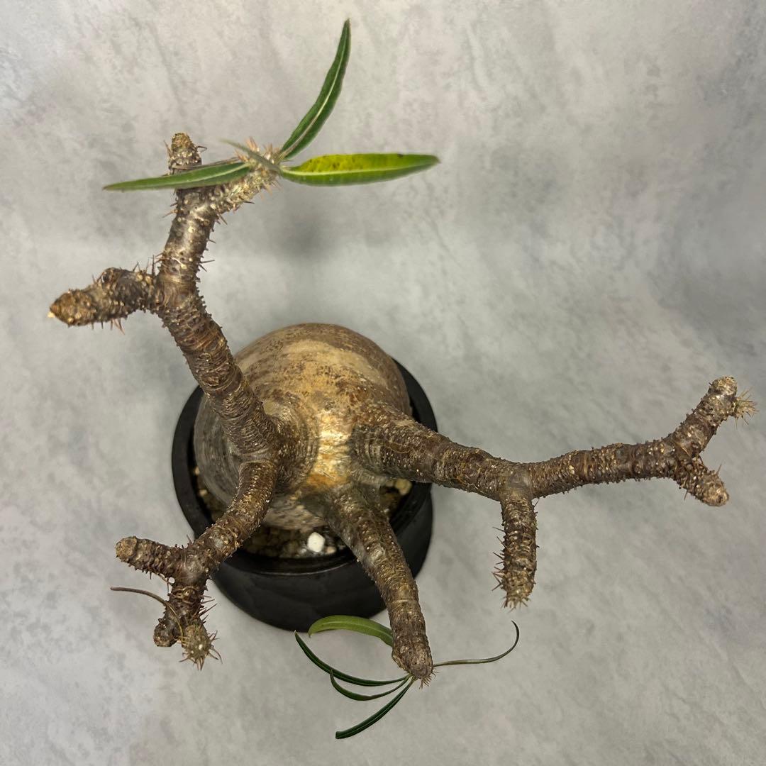 パキポディウム グラキリス 4.5号鉢入り(信楽焼) 現地球 塊根植物