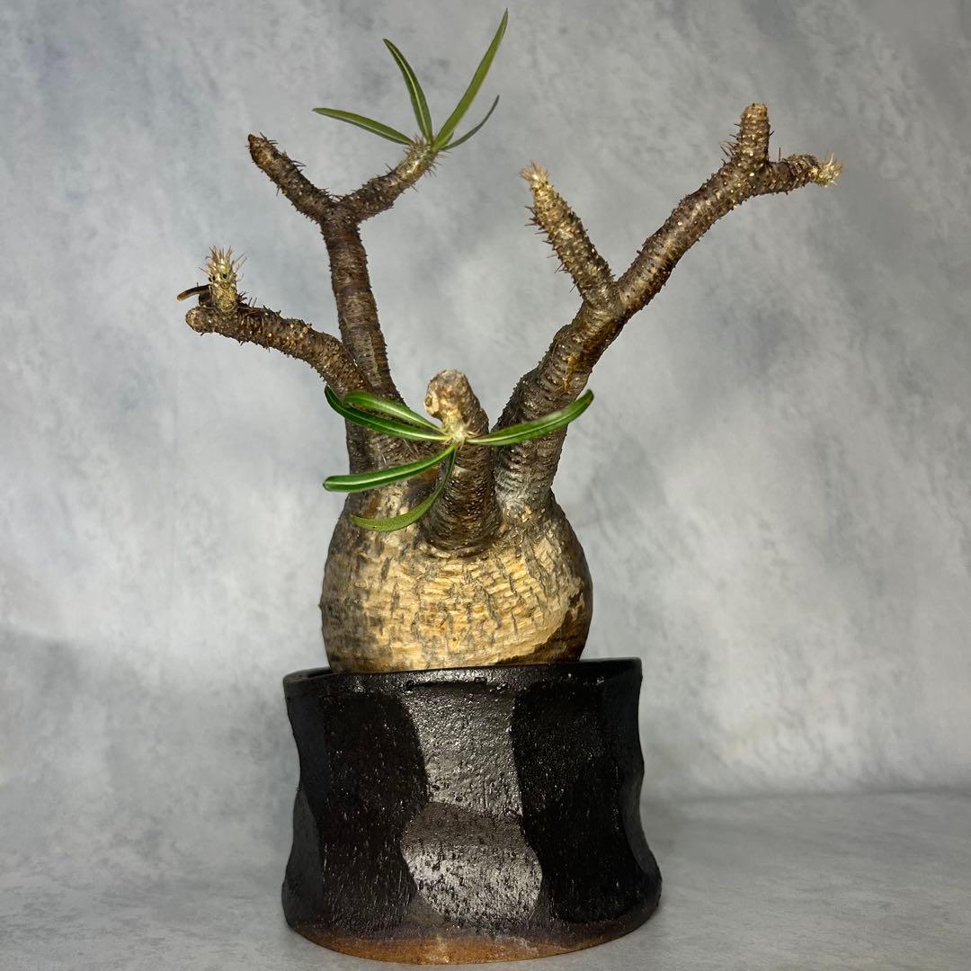 パキポディウム グラキリス 4.5号鉢入り(信楽焼) 現地球 塊根植物