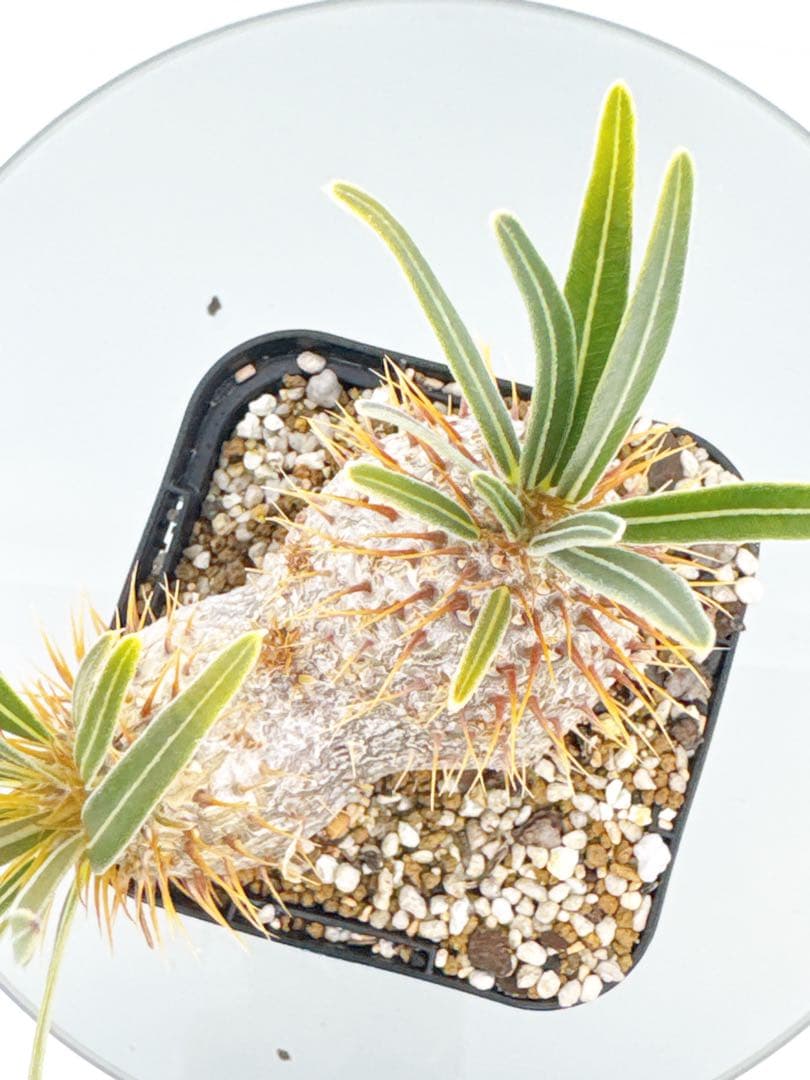 【Linkさま専用】ダブルヘッド 実生 2年3か月 パキポディウム グラキリス