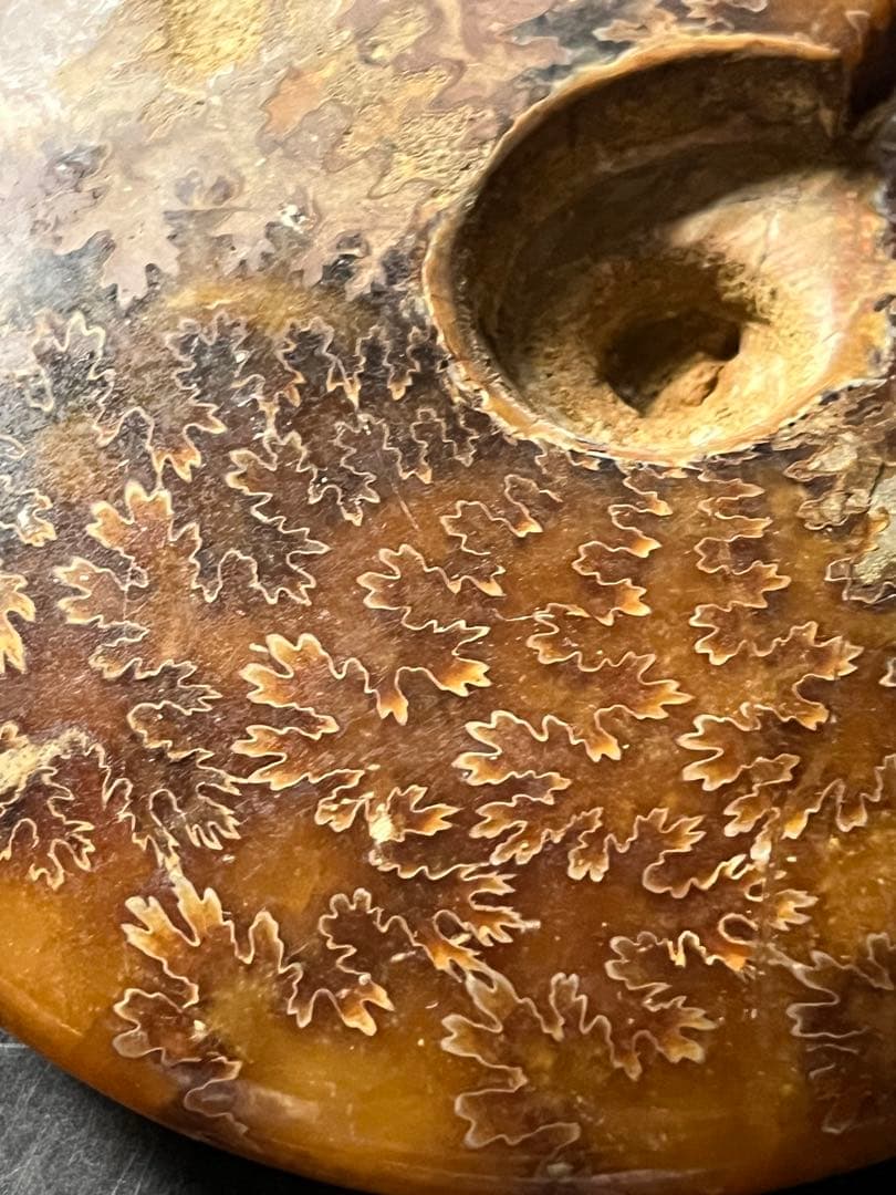 アンモナイト、菊石アンモナイト、 橙アンモナイト、マダガスカルアンモナイト