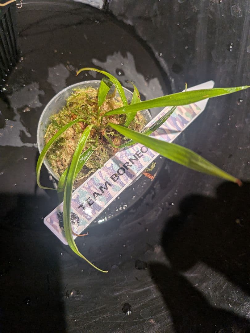 Homalomena anthurioides 【TB2303】TB正規タグ付き