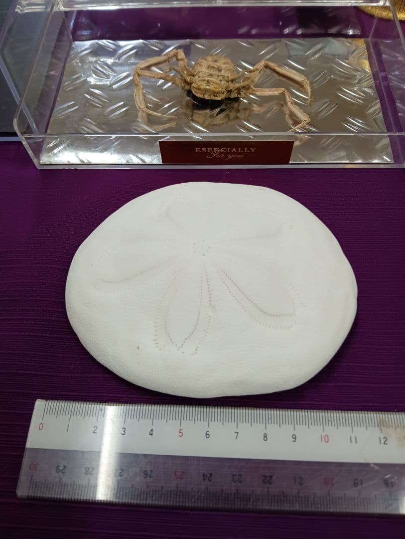 四国太平洋高知県産稀少平家蟹（蜘蛛蟹）サムライ蟹＆タコノマクラリアル標本セット