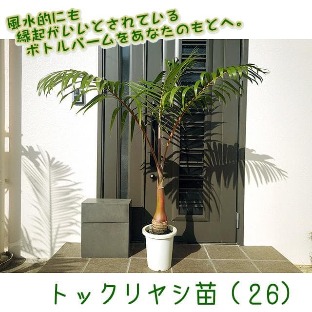 【送料込】沖縄産トックリヤシ（２４）┃人気沸騰中の徳利椰子でインテリアを楽しもう