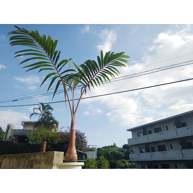 【送料込】沖縄産トックリヤシ（２４）┃人気沸騰中の徳利椰子でインテリアを楽しもう