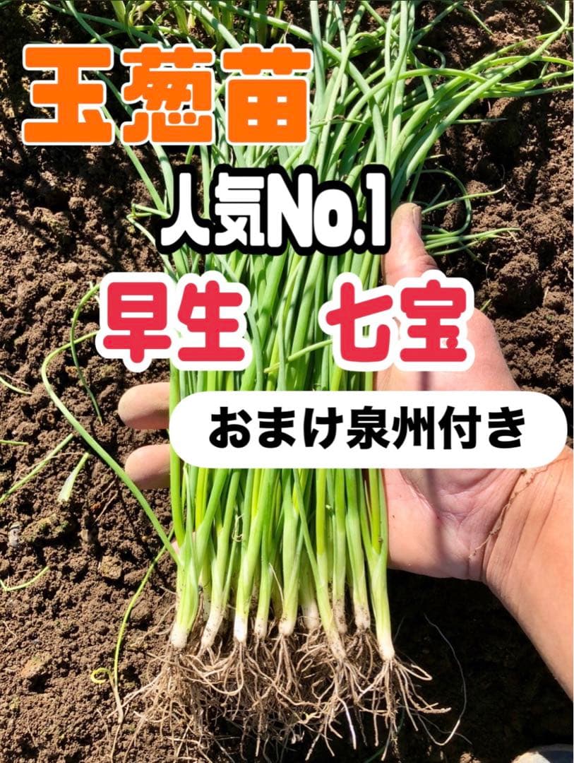 クマさん　七宝800本おまけ泉州10本