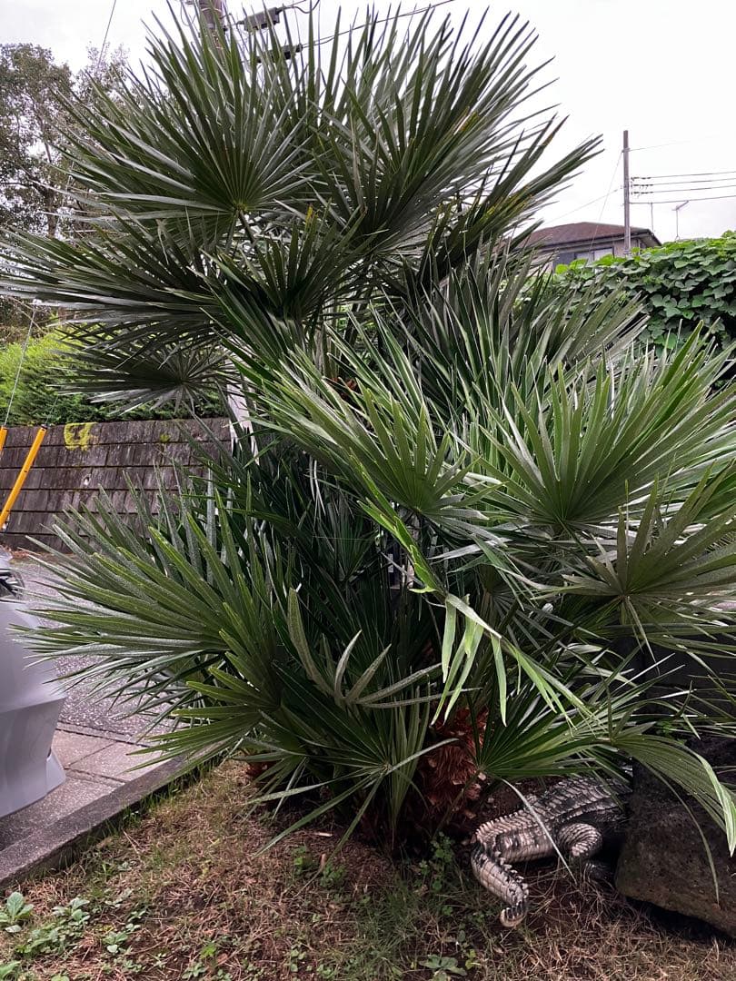 チャメロップス