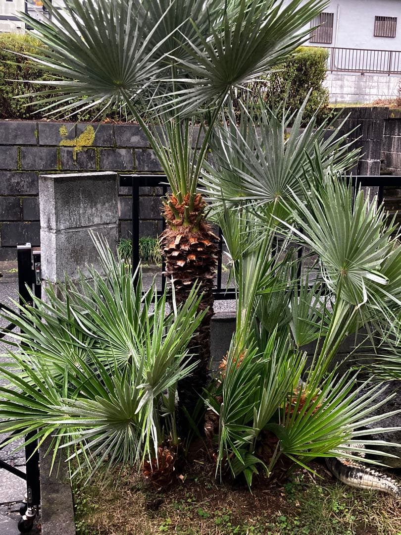 チャメロップス