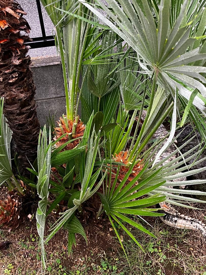 チャメロップス