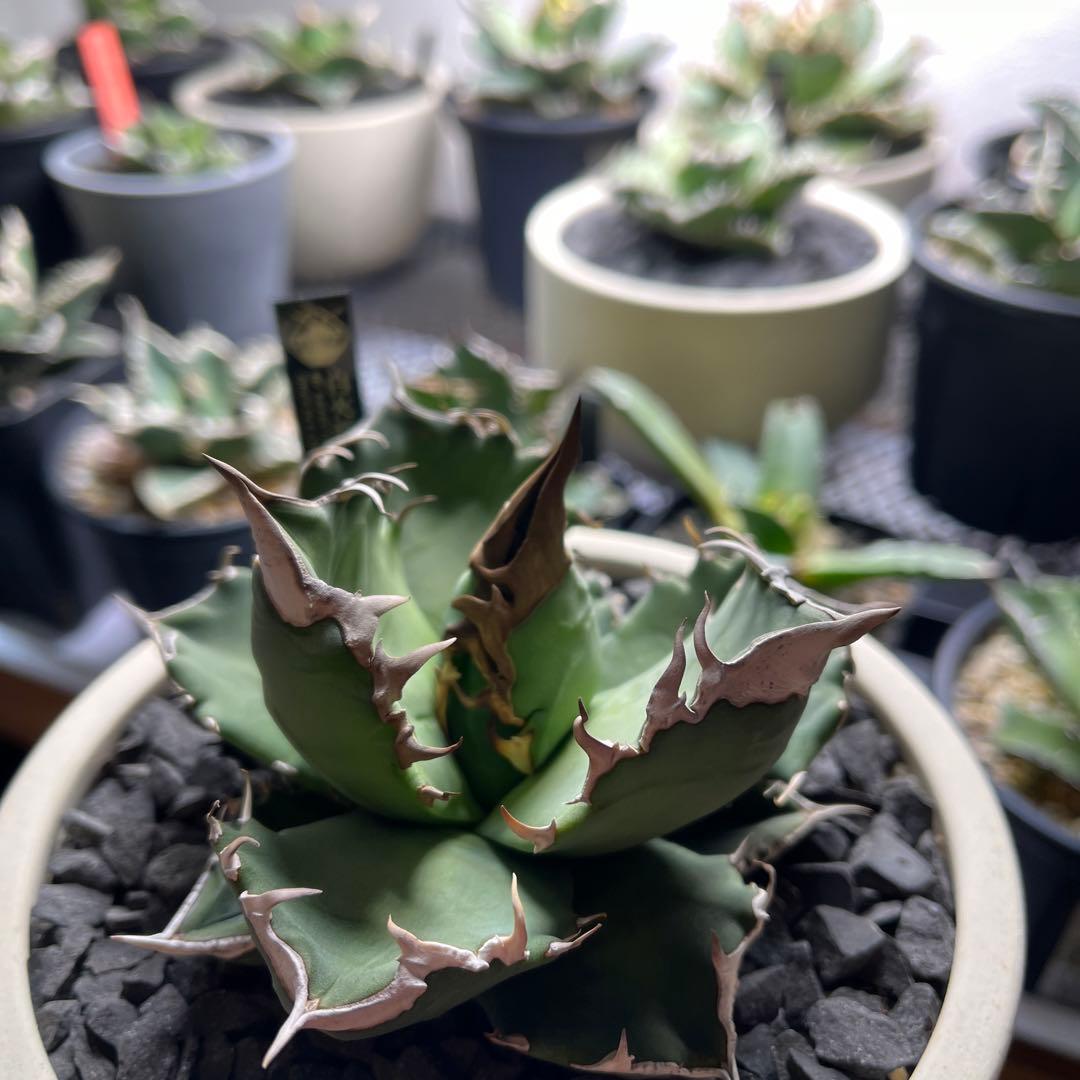 【美株】　コレクション株　アガベ　ホワイトファイヤー　白火焔　鉢ごとメルカリ便