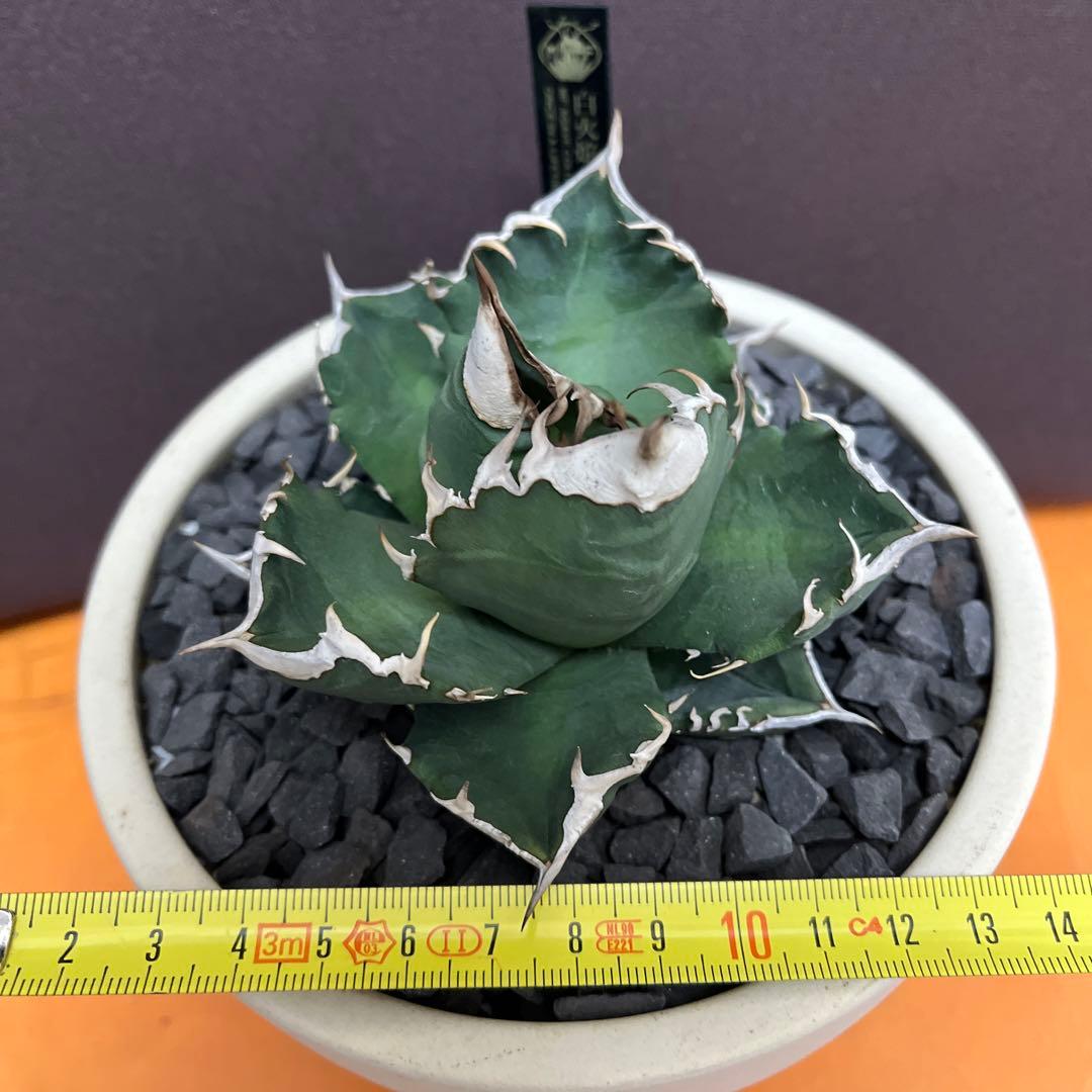 【美株】　コレクション株　アガベ　ホワイトファイヤー　白火焔　鉢ごとメルカリ便