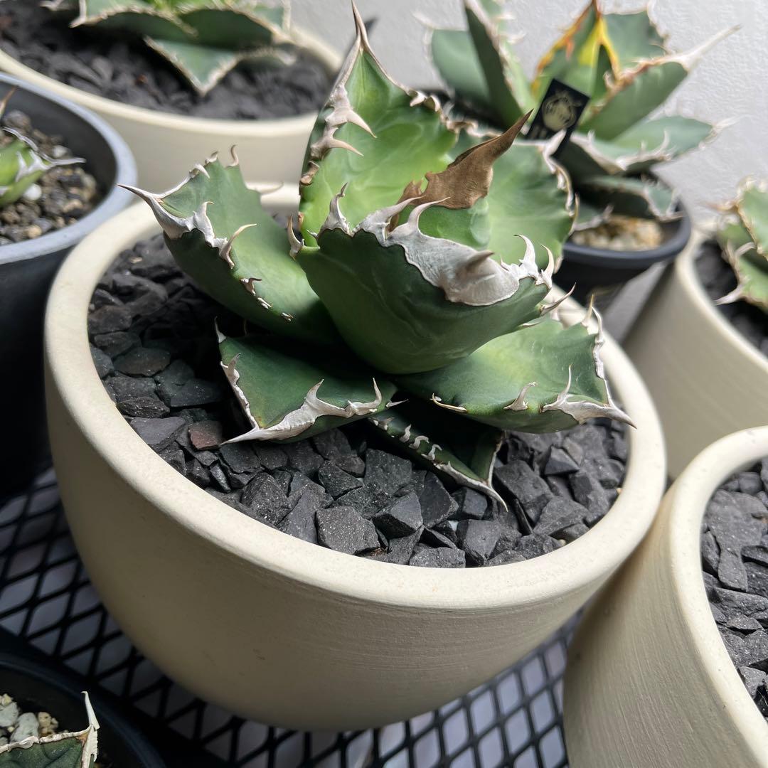 【美株】　コレクション株　アガベ　ホワイトファイヤー　白火焔　鉢ごとメルカリ便