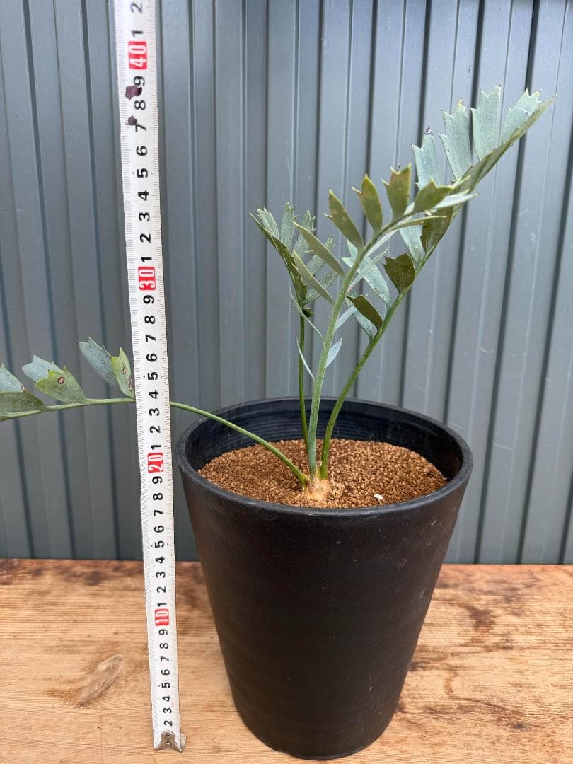 エンセファラルトス ホリダス