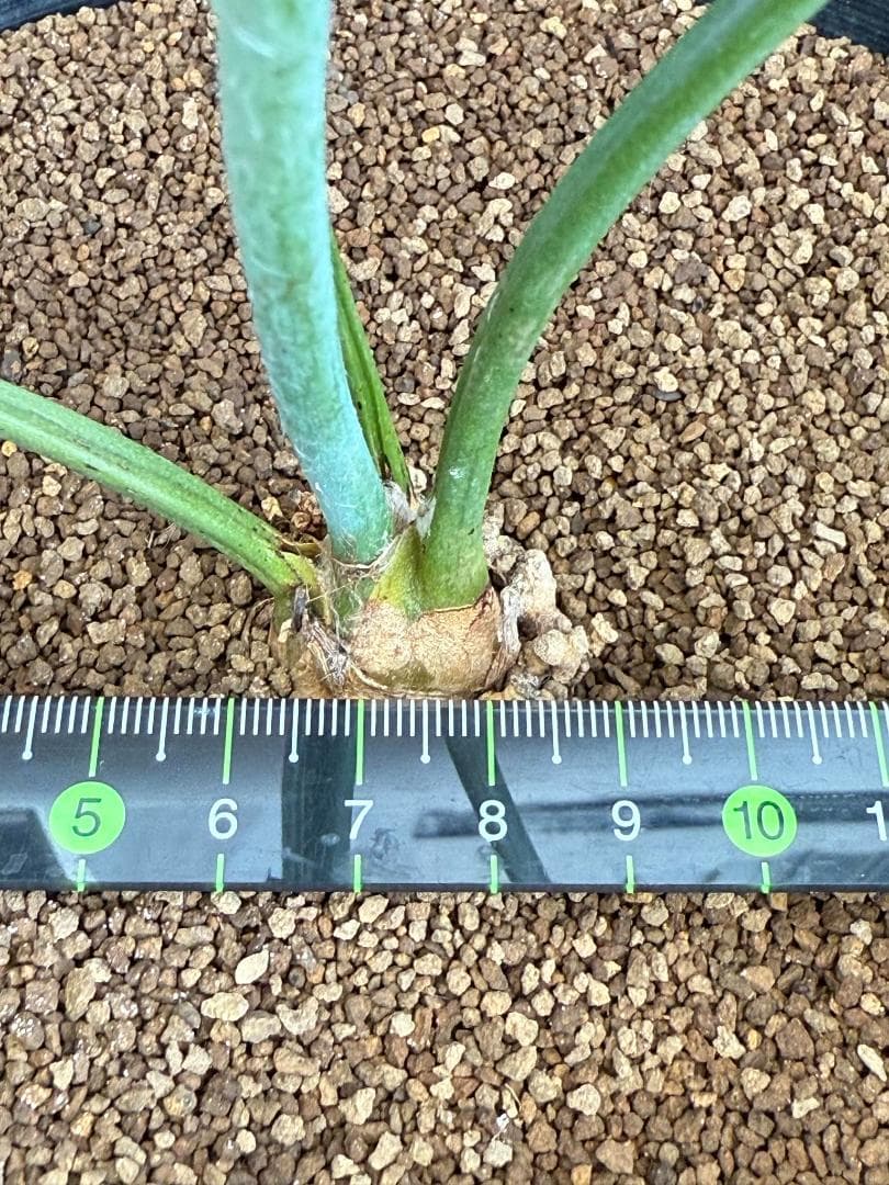 エンセファラルトス ホリダス