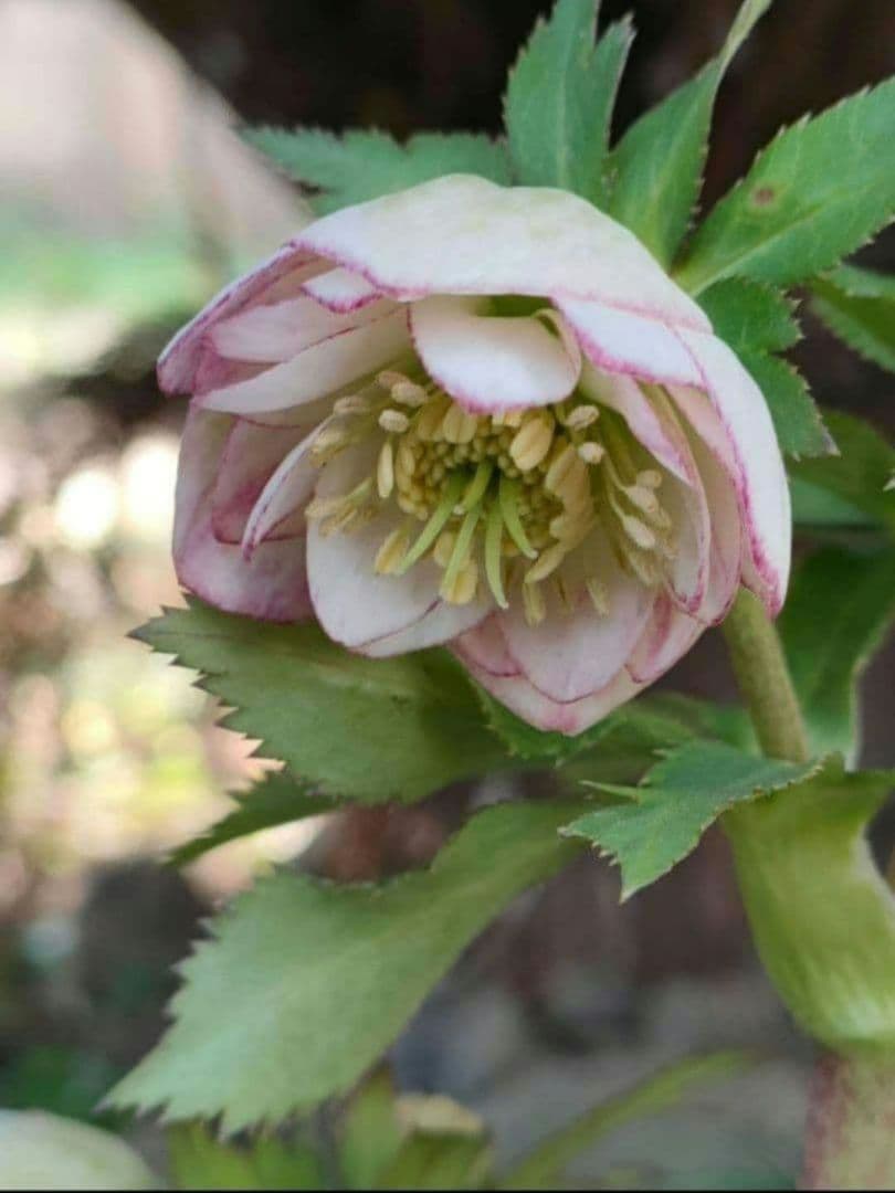 クリスマスローズ　苗